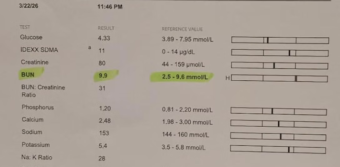 [April 4th Update: A Historic Milestone] The Miracle Program Case Study: Reversing Hypercalcemia, Systemic Inflammation, and Severe Uremia in a Geriatric Dog. Four Months to a New Life Through Love & Science.