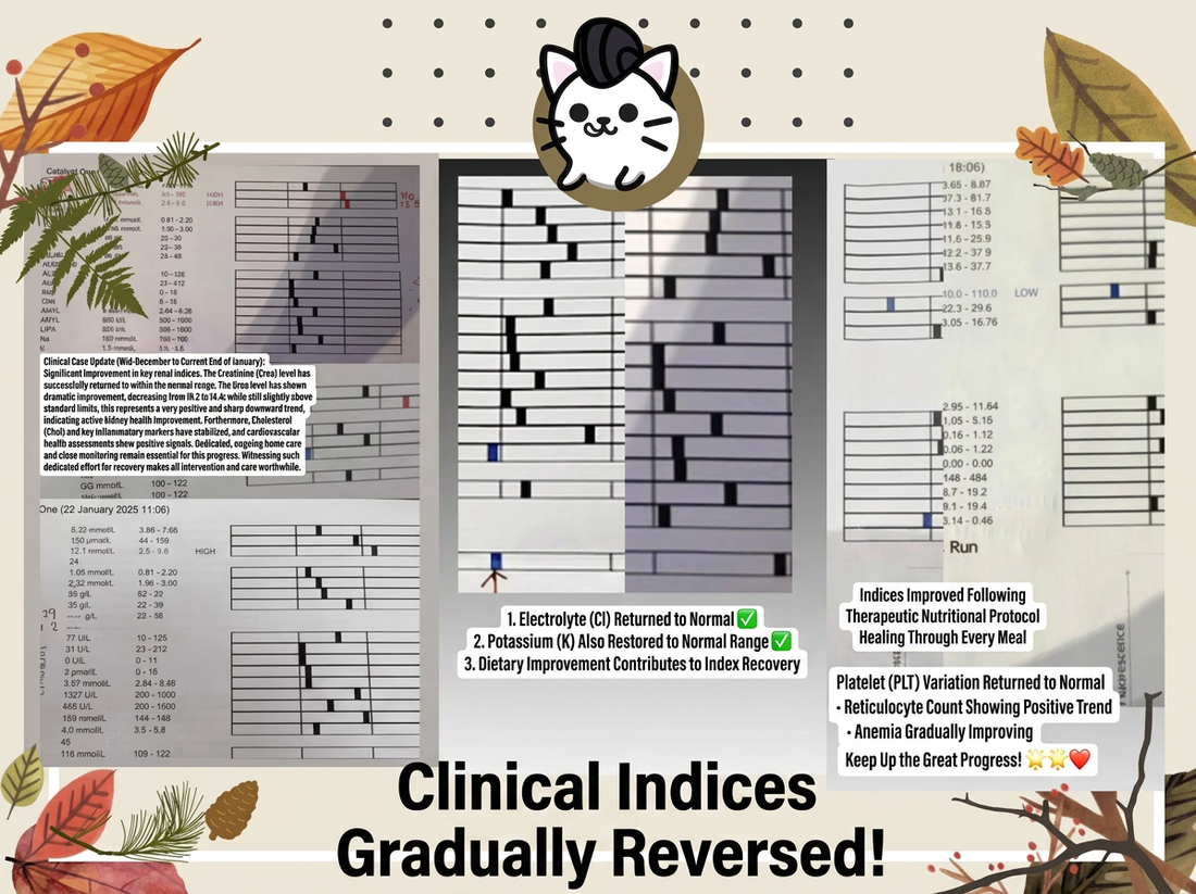 Kidney Disease Reversed in Dog – Dramatic Stage 4 CKD Reversal in a 16-Year-Old Senior Dog with Pancreatitis, Leaky Gut & Severe Anemia Using Clinical-Grade Renal Nutrition